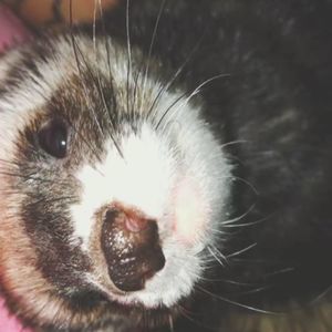 Meet your Posher, Ruthie